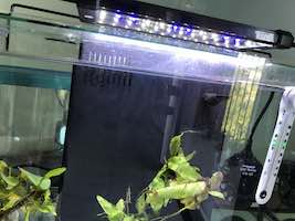 Nicrew Classic LED Aquarium Light